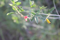 Indigofera disticha