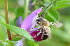 Eucera nigrescens