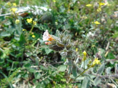 Alkanna corcyrensis