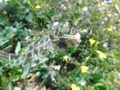 Alkanna corcyrensis