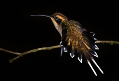 Phaethornis eurynome