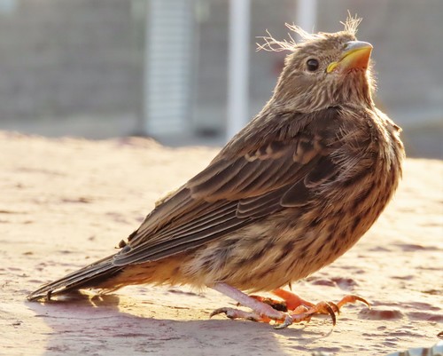 House Finch, photo 8 of 9