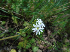 Stellaria cupaniana