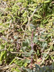 Frankeniaceae