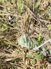 Frankeniaceae