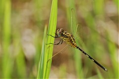 Orthetrum icteromelas