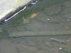 Lepidurus apus