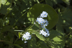 Myosotis imitata