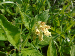 Symphytum bulbosum