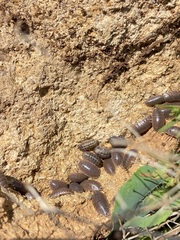 Porcellio laevis