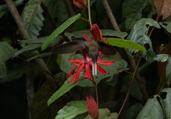 Phaethornis philippii