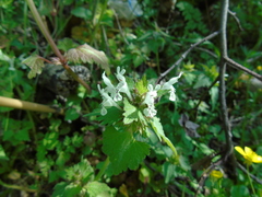 Lamium bifidum