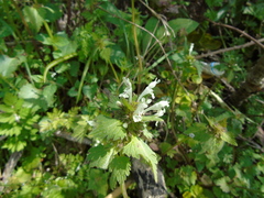 Lamium bifidum