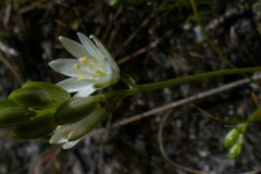 Ornithogalum schlechterianum