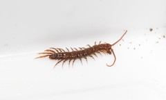 Lithobius nigripalpis