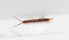 Lithobius nigripalpis