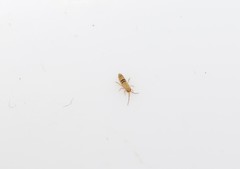 Orchesella bifasciata