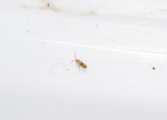 Orchesella bifasciata