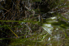 Ornithogalum schlechterianum