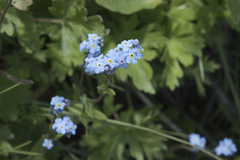 Myosotis imitata