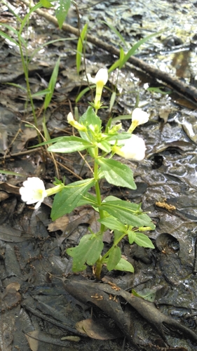 Florida hedgehyssop (Gratiola floridana)