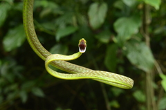 Oxybelis brevirostris