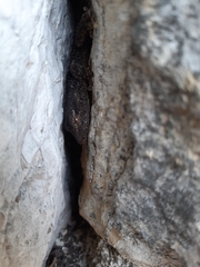 Tarentola mauritanica