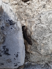 Tarentola mauritanica