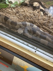 Pituophis melanoleucus