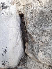 Tarentola mauritanica