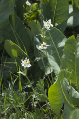 Anemonastrum protractum