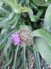 Centaurea pectinata
