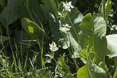Anemonastrum protractum
