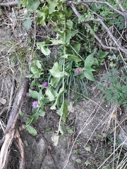 Centaurea pectinata