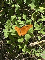 Dryas iulia