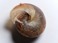 Hygromia cinctella