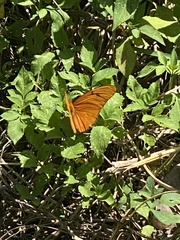 Dryas iulia