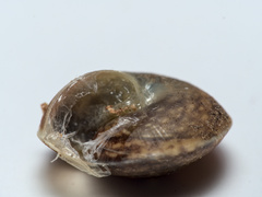 Hygromia cinctella