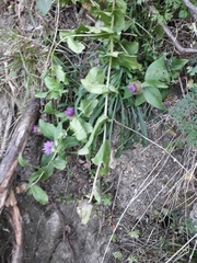 Centaurea pectinata
