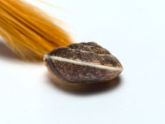 Hygromia cinctella
