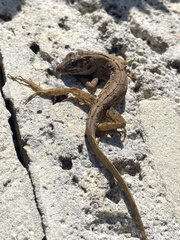 Anolis sagrei