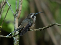 Phaethornis squalidus