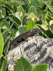 Anolis sagrei