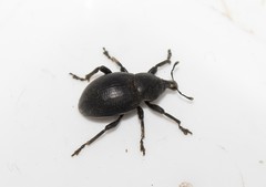 Liparus tenebrioides