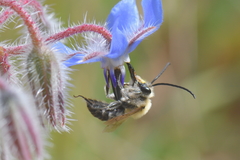 Eucera nigrescens
