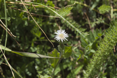 Psychrogeton pseuderigeron