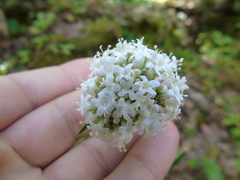 Valeriana italica