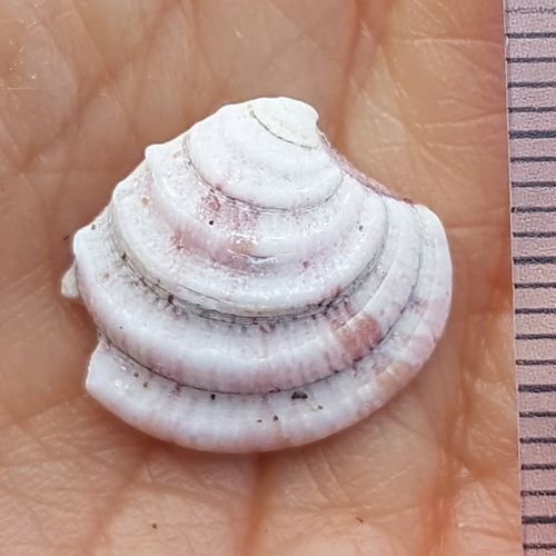 Representative image of Clausinella fasciata