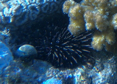 Stomopneustes variolaris