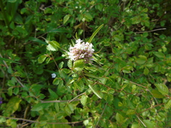 Valeriana italica
